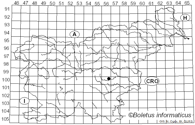 <i>Inocybe abietis</i> Kühner (1953)
