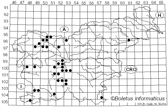 <i>Chrysotoxum</i>