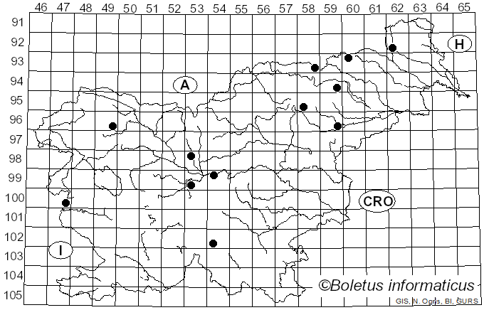 <i>Conocybe subovalis</i> Kühner & Watling (1980)