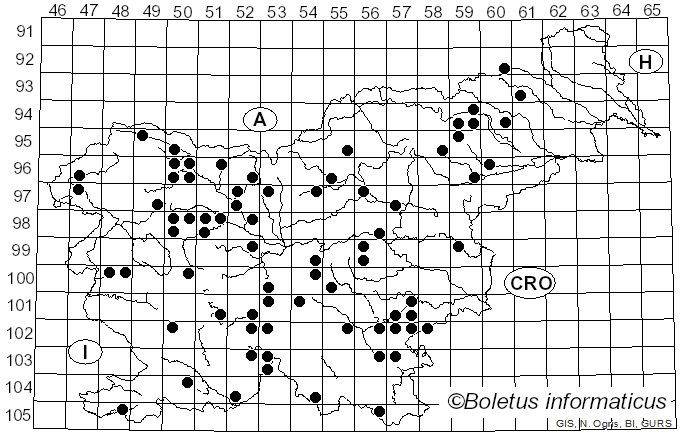 <i>Cerioporus</i> Quél. (1886)