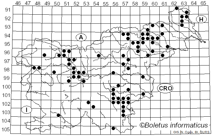 <i>Hydnellum compactum</i> (Pers.) P. Karst. (1880)
