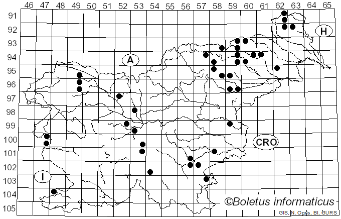 <i>Collybia cirrhata</i> (Schumach.) P. Kumm. (1872)