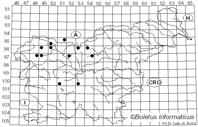 <i>Cheilosia chloris</i> Meigen (1822)