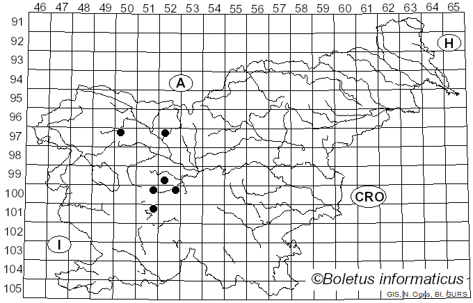 <i>Chrysotoxum vernale</i> Loew