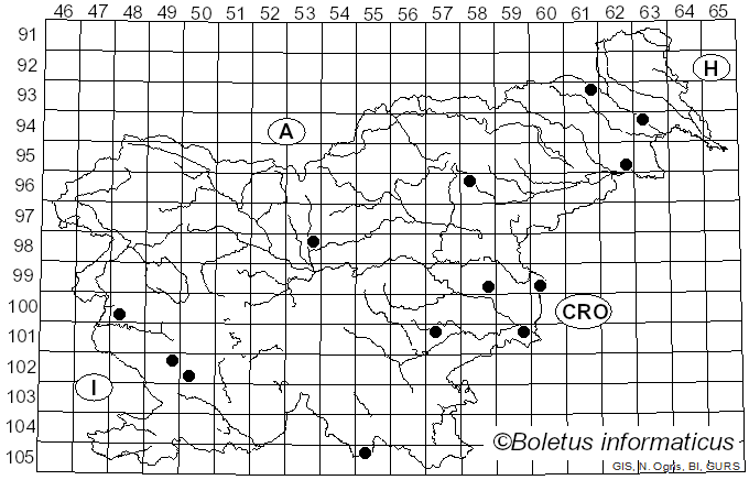 <i>Drisina glutinosa</i> Giard