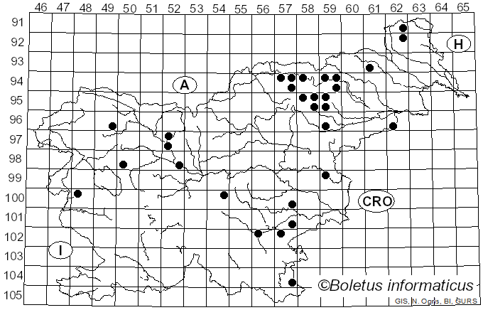 <i>Cortinarius acutus</i> (Pers.) Fr. (1838)