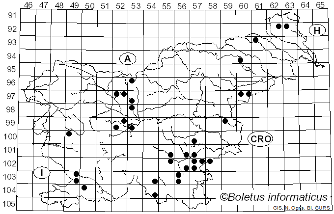 <i>Stereum insignitum</i> Quél.