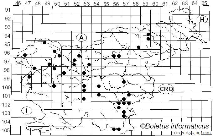 <i>Suillellus mendax</i> (Simonini & Vizzini) Vizzini, Simonini & Gelardi (2014)