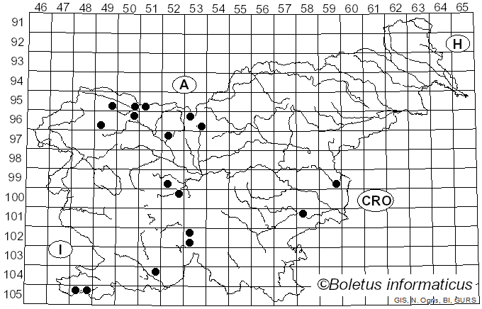 <i>Syrphus ribesii</i> Linnaeus