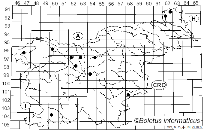 <i>Typhula fistulosa</i> (Holmsk.) Olariaga (2013)