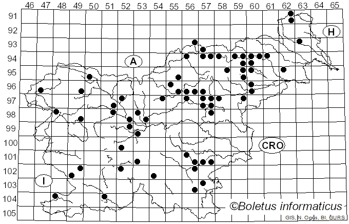 <i>Russula torulosa</i> Bres. (1929)
