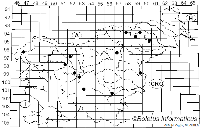 <i>Entoloma excentricum</i> Bres. (1881)