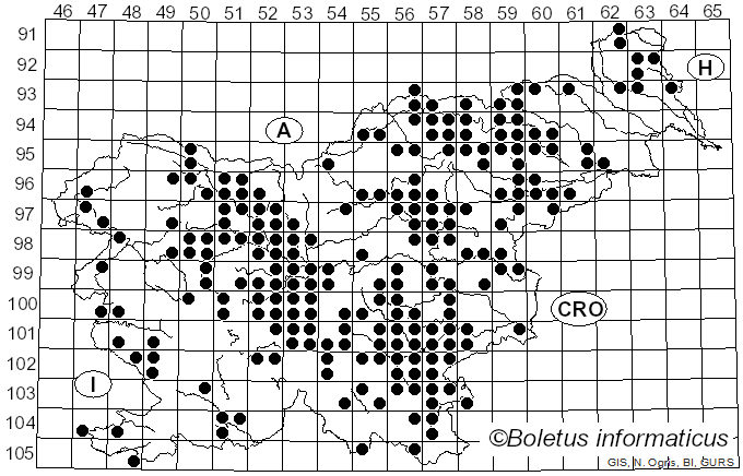 <i>Lactifluus piperatus</i> (L.) Roussel (1806)