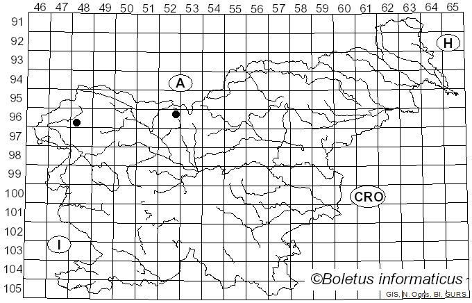 <i>Microbotryum betonicae</i> (Beck) R. Bauer & Oberw. (1997)