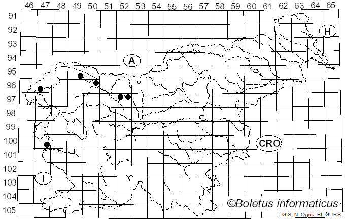 <i>Ruzenia spermoides</i> (Hoffm.) O. Hilber (2002)