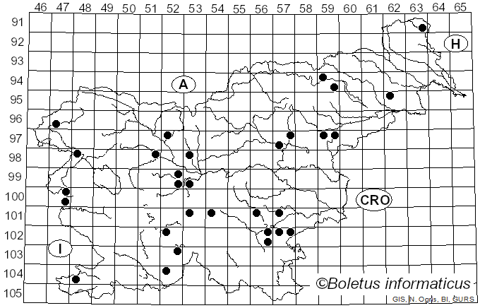 <i>Collybia irina</i> (Fr.) Z.M. He & Zhu L. Yang (2023)