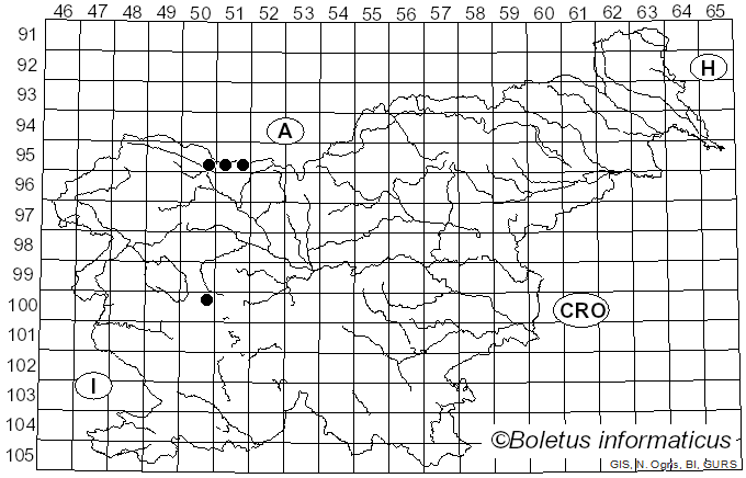 <i>Parasyrphus vittiger</i> Zetterstedt (1843)