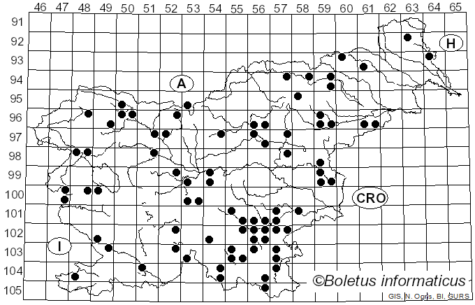<i>Marasmius cohaerens</i> (Alb. & Schwein.) Cooke & Quél. (1878)