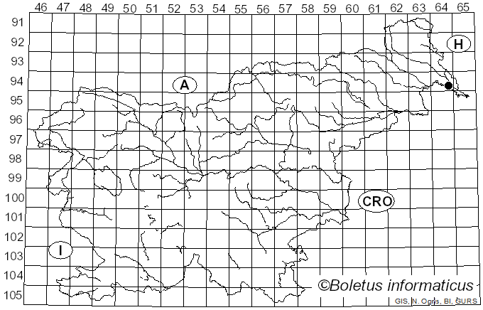 <i>Conops vesicularis</i> Linnaeus