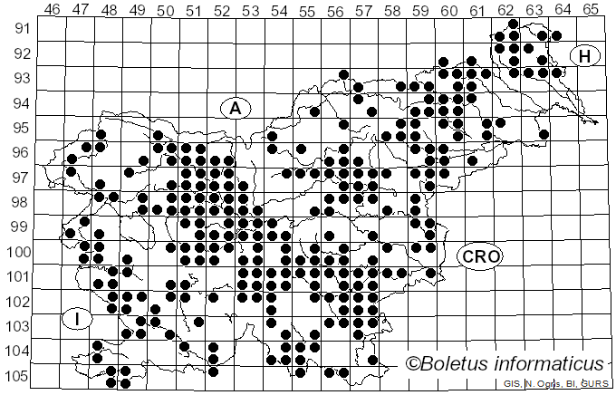 <i>Amanita phalloides</i> Fr.