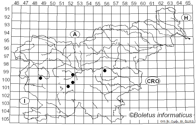 <i>Leucozona glaucia</i> Linnaeus (1758)