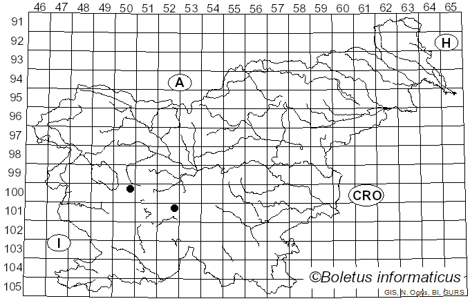 <i>Neoascia unifasciata</i> Strobl