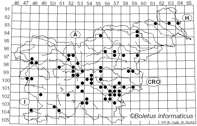 <i>Macrolepiota gracilenta</i> (Krombh.) Wasser (1978)