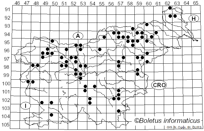 <i>Lycoperdon umbrinum</i> Pers. (1801)