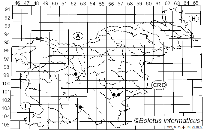 <i>Phaeocollybia cidaris</i> (Fr.) Romagn. (1942)