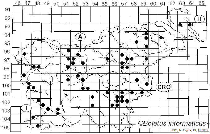 <i>Lycoperdon mammiforme</i> Pers. (1801)