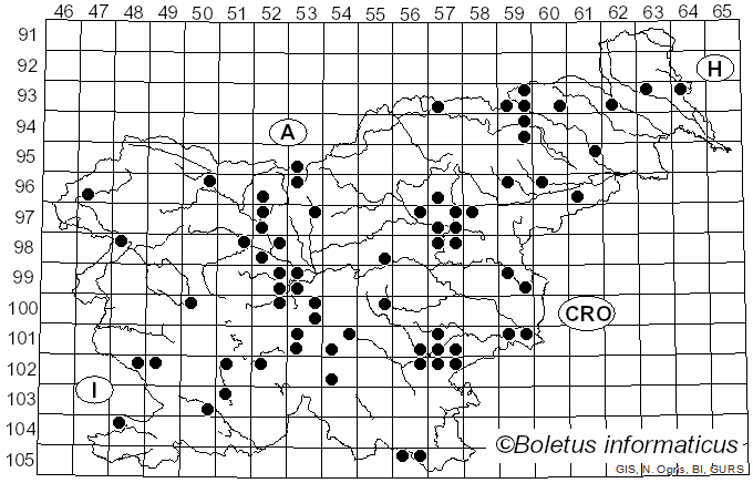 <i>Agaricus bitorquis</i> (Quél.) Sacc. (1883)