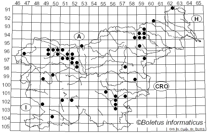 <i>Mycena strobilicola</i> J. Favre & Kühner (1938)