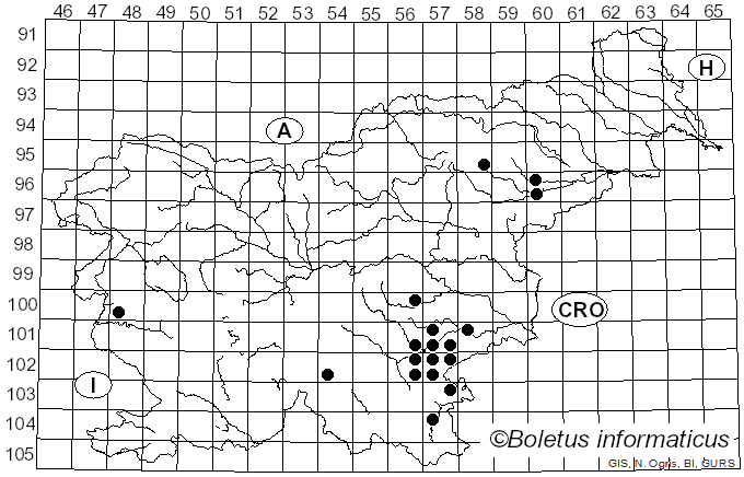 <i>Russula zvarae</i> Velen. (1922)
