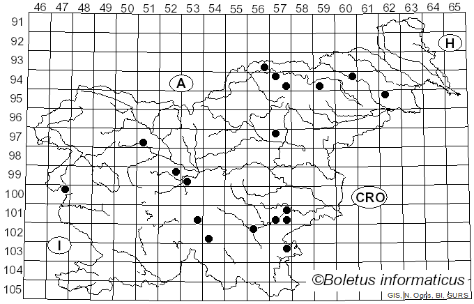 <i>Phaeocollybia christinae</i> (Fr.) R. Heim (1931)