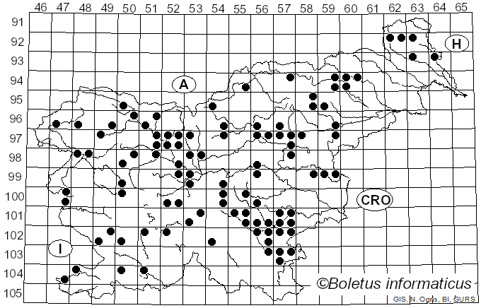 <i>Clavaria</i> Vaill. ex L. (1753)