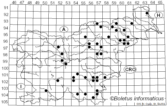 <i>Russula minutula</i> Velen. (1920)