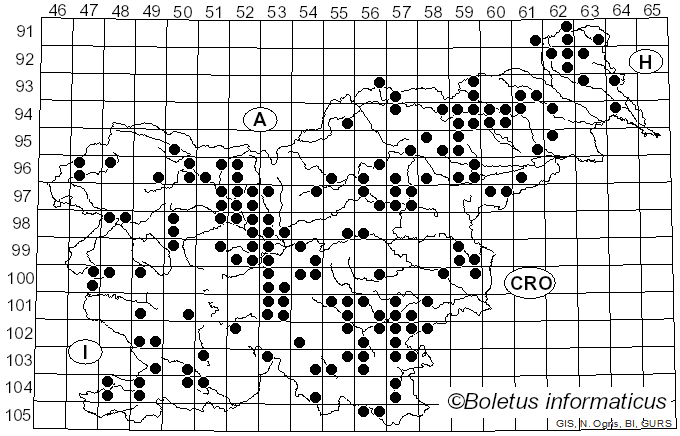 <i>Panellus stipticus</i> (Bull.) P. Karst. (1879)