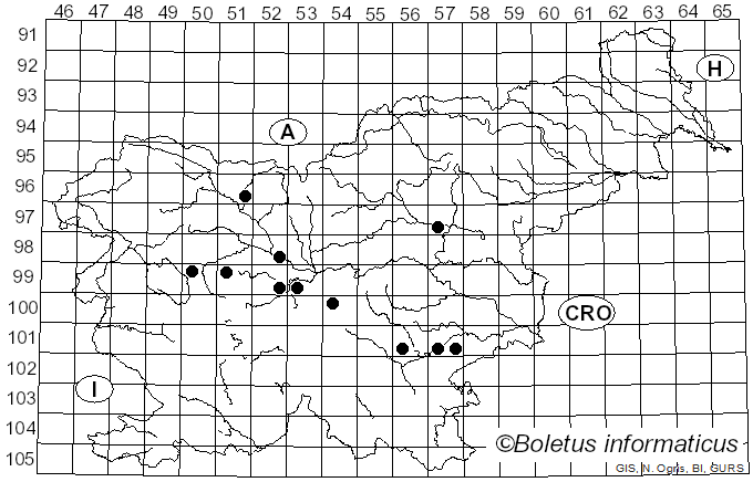 <i>Strobilurus esculentus</i> var. <i>griseus</i>