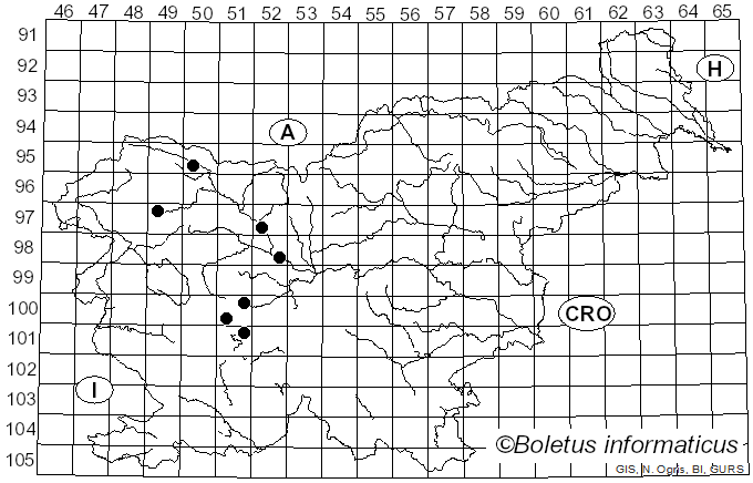 <i>Cheilosia laticornis</i> Rondani