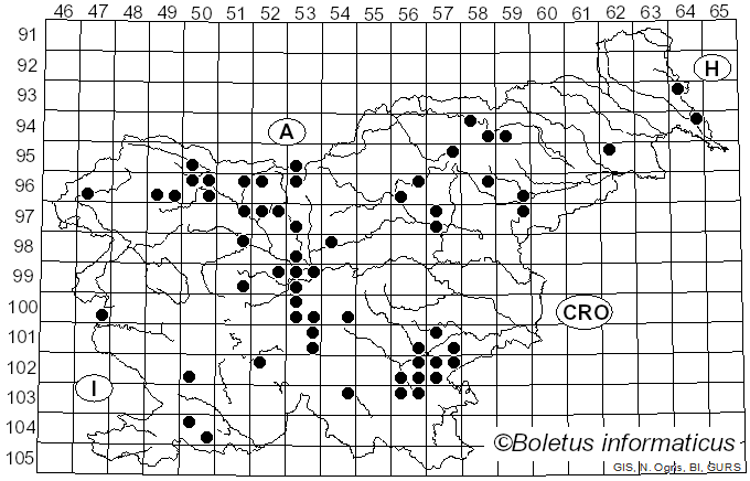<i>Helvella acetabulum</i> (L.) Quél. (1874)