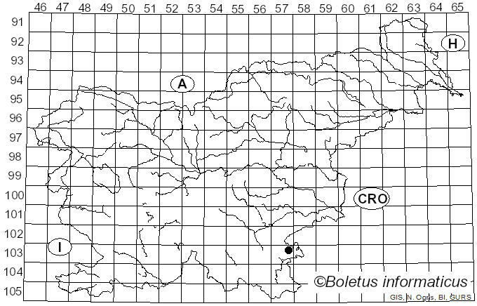 <i>Auricularia fuscosuccinea</i> (Mont.) Henn. (1893)