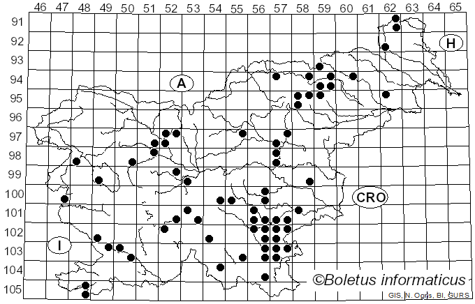 <i>Sebacina incrustans</i> (Pers.) Tul. & C. Tul. (1871)