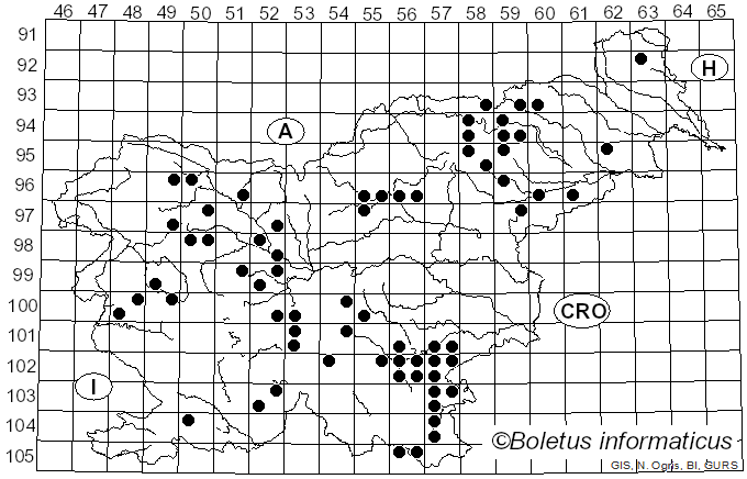 <i>Heterobasidion abietinum</i> Niemelä & Korhonen (1998)