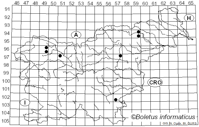 <i>Mycena flos-nivium</i> Kühner (1952)