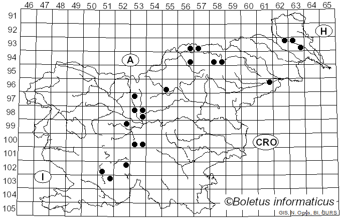<i>Sawadaea bicornis</i> (Wallr.) Homma (1937)