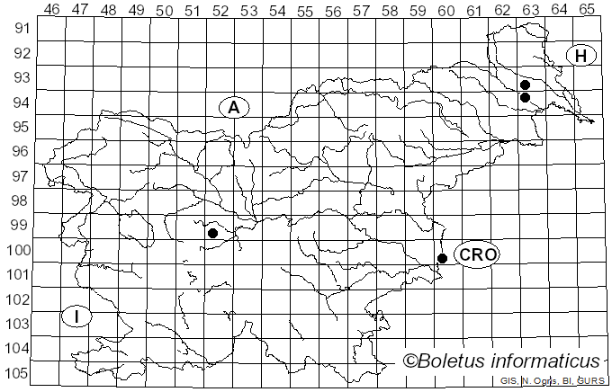 <i>Eristalinus sepulchralis</i> Linnaeus