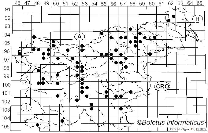 <i>Paragymnopus perforans</i> (Hoffm.) J.S. Oliveira (2019)