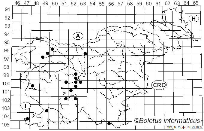 <i>Paragus</i> Latreille (1804)