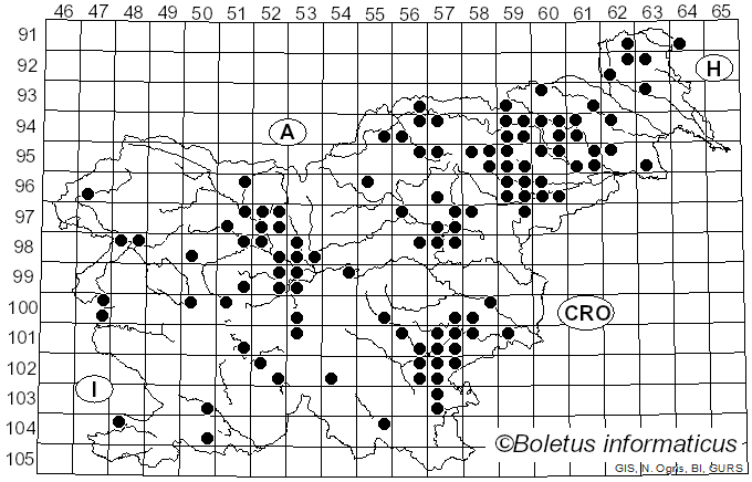 <i>Scleroderma verrucosum</i> (Bull.) Pers. (1801)