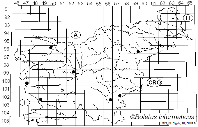 <i>Leucocoprinus cepistipes</i> (Sowerby) Pat. (1889)